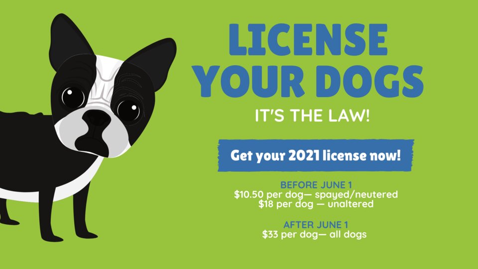 Dog Licenses